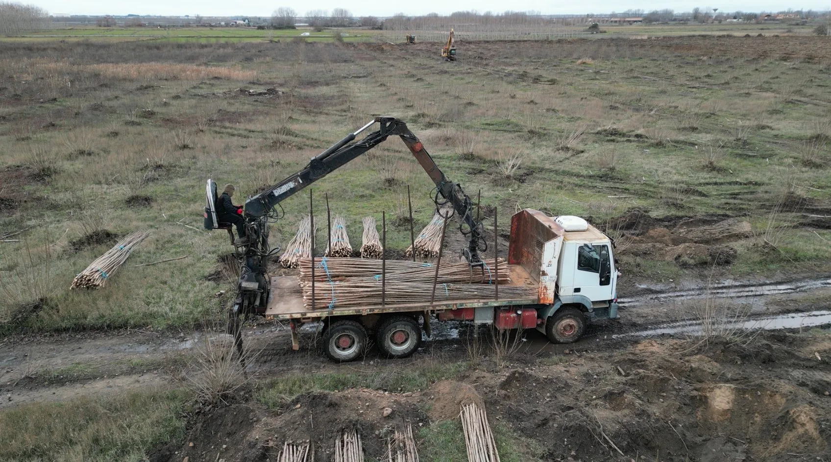 Camión grúa descargando haces de planta de chopo en una finca que se está preparando para plantar