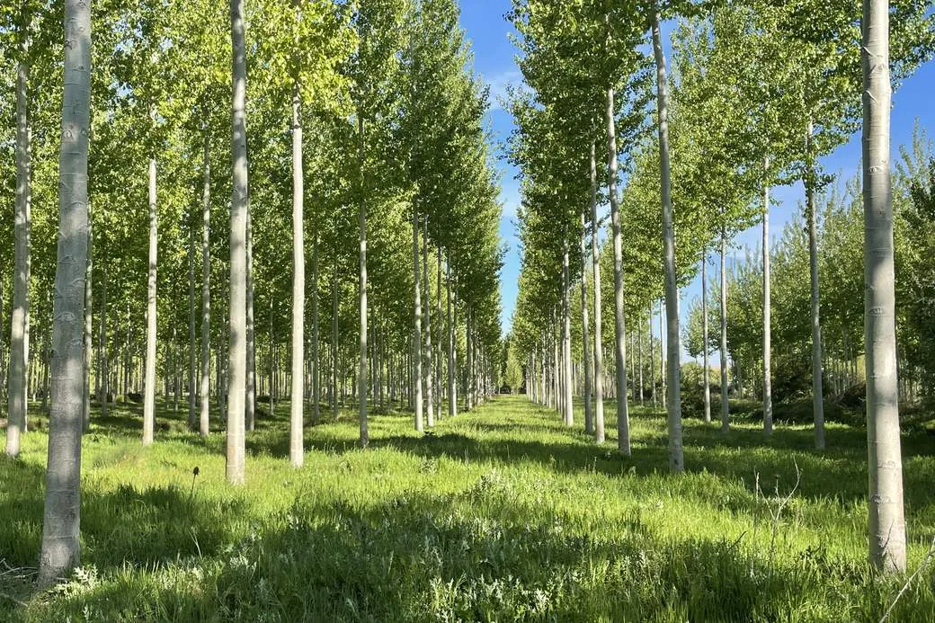 Chopera adulta gestionada por Bosques y Ríos