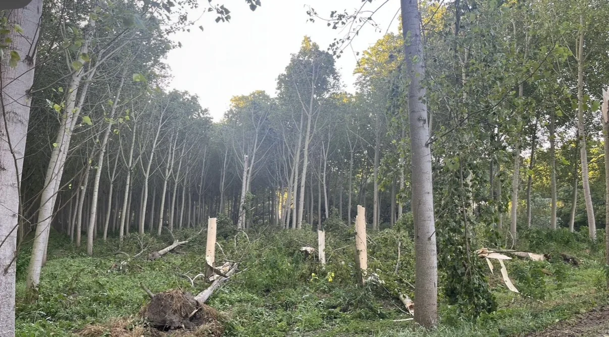 Chopera con varios chopos tronchados por el viento y los troncos caídos en el suelo