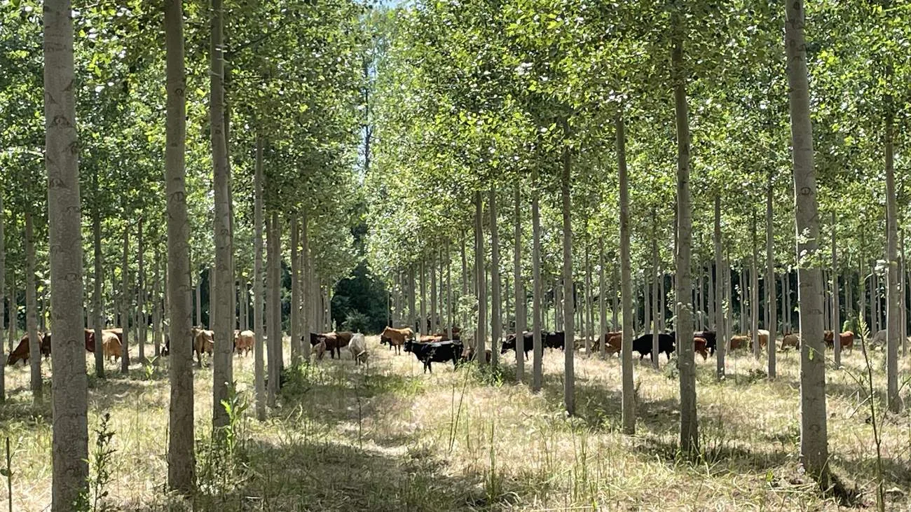 Ganado pastando bajo una chopera gestionada por Bosques y Ríos