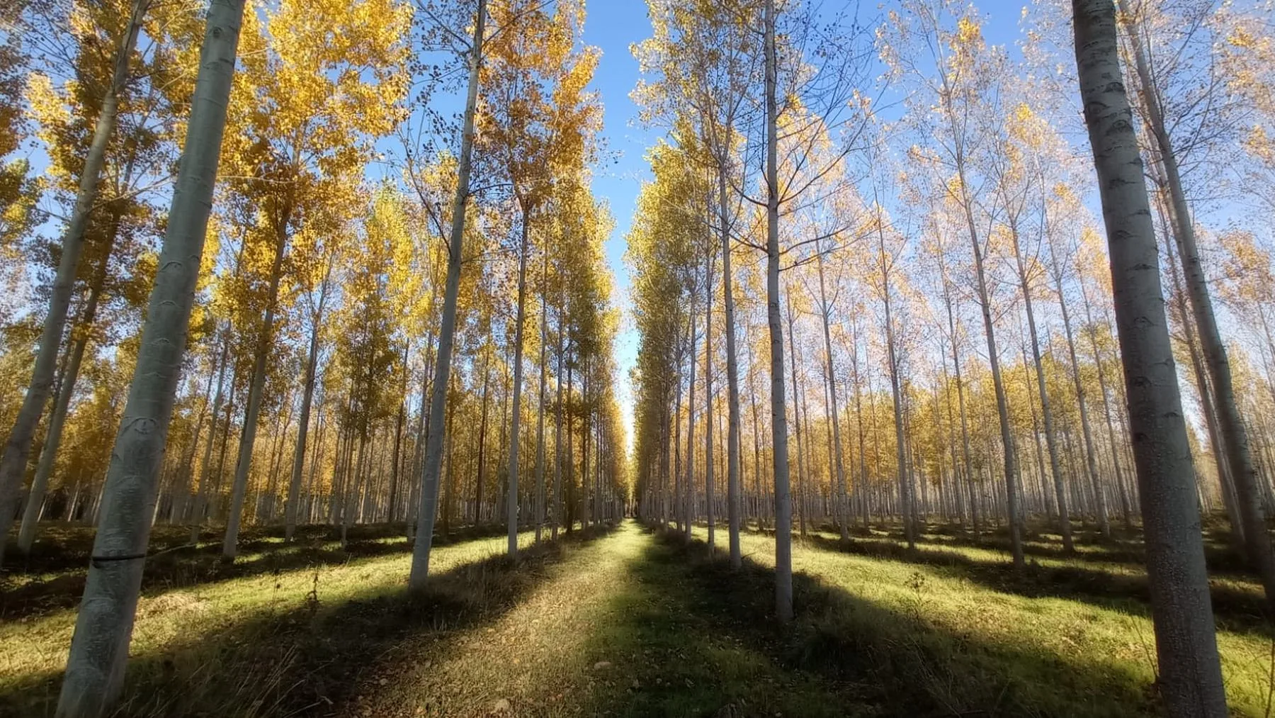 Chopera en otoño, con las calles limpias y la hoja amarilla