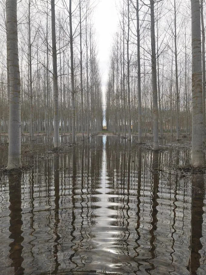 Chopera encharcada, con los chopos reflejándose en el agua entre las filas