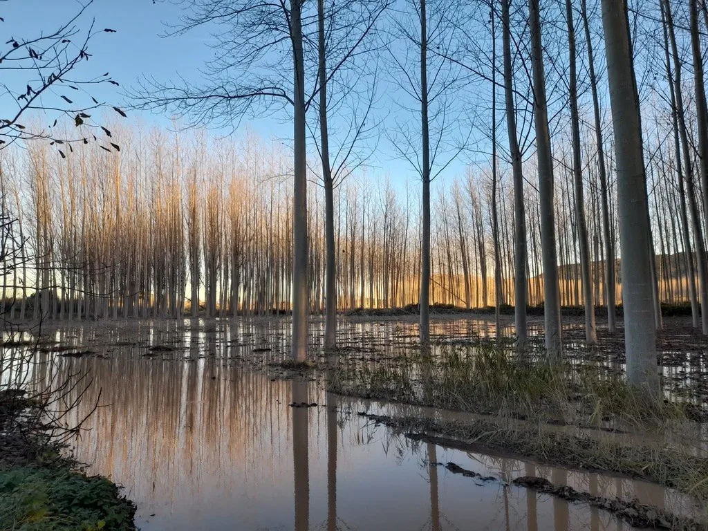 Chopera inundada al atardecer, con los troncos reflejados en el agua