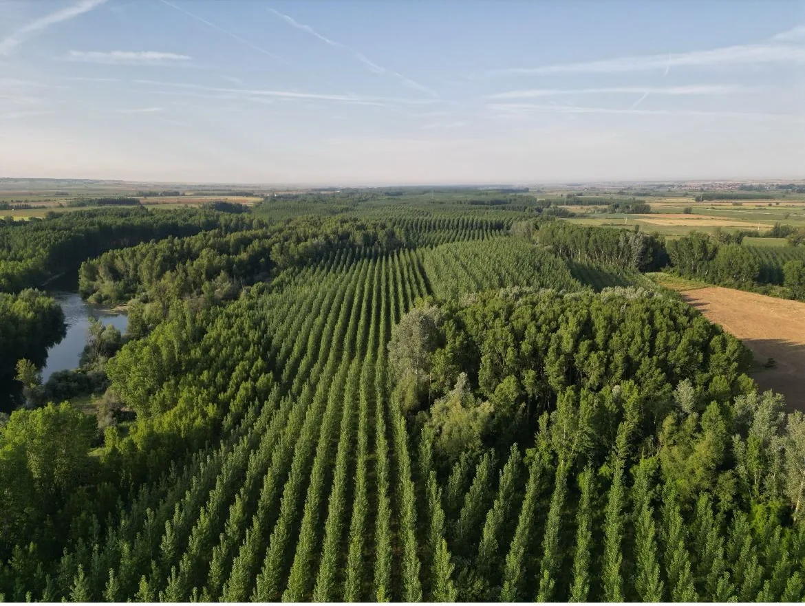 Choperas de Bosques y Ríos junto al río Esla, vista aérea