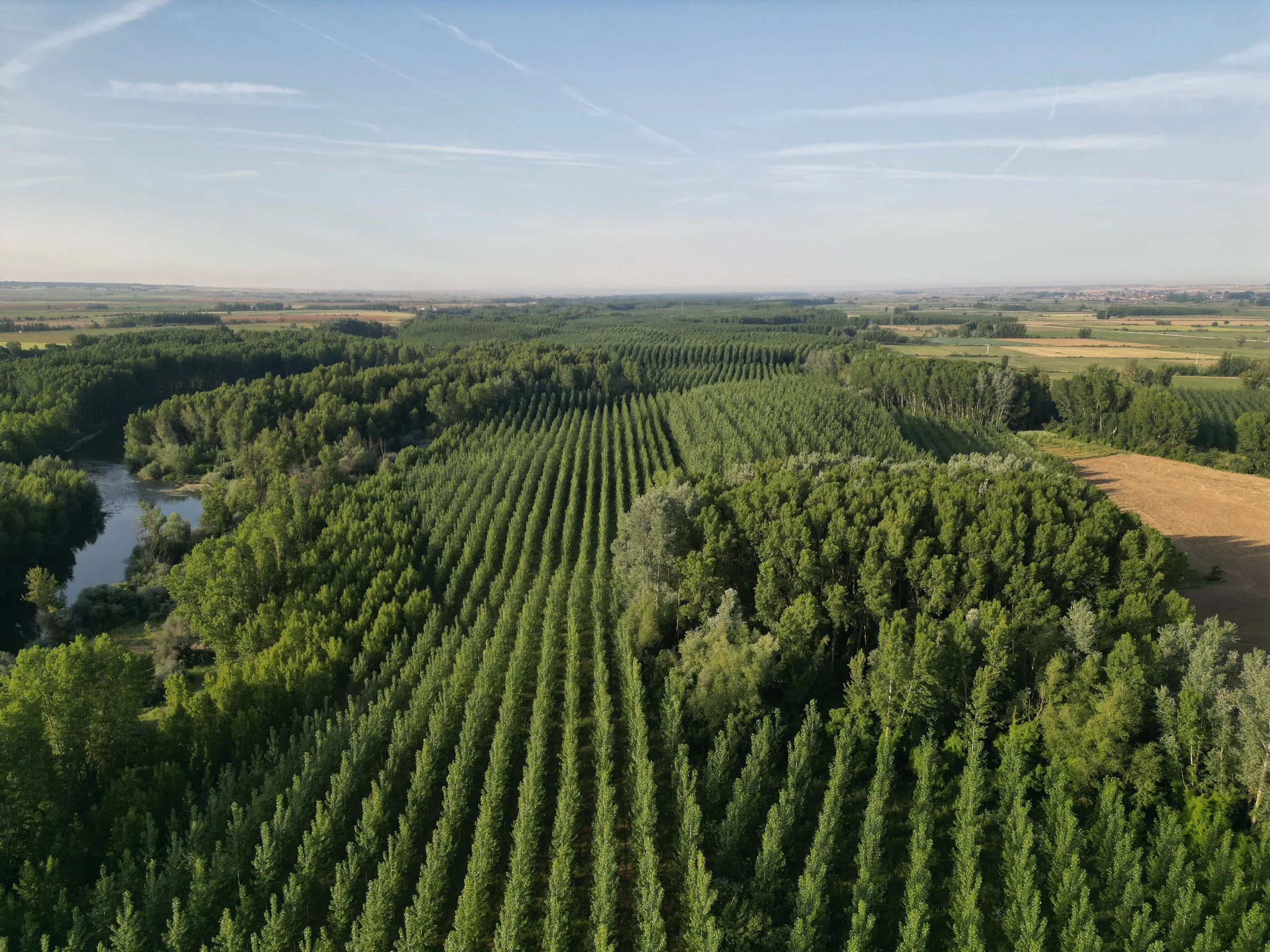 Choperas de Bosques y Ríos junto al río Esla, vista aérea