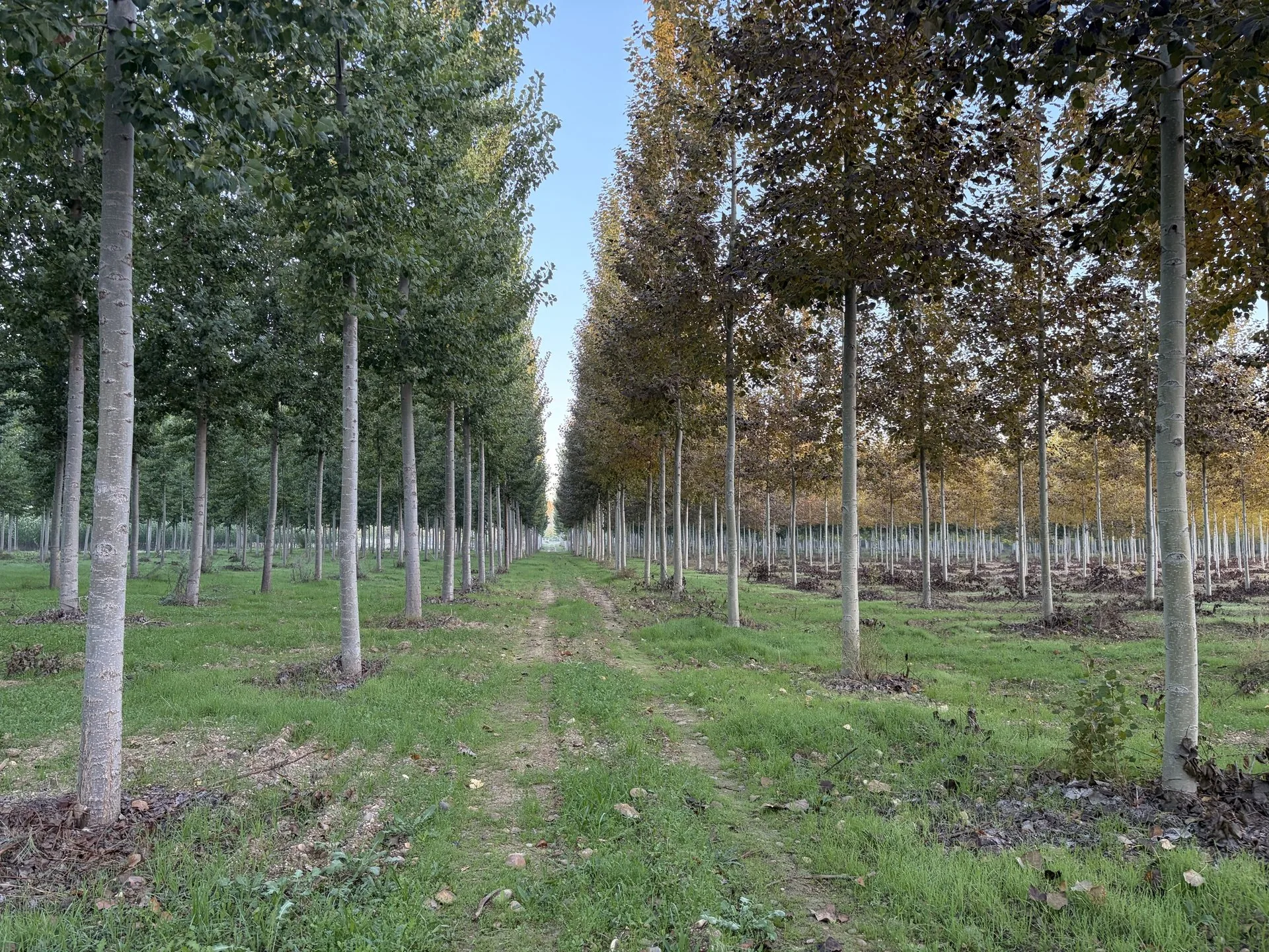 Dos clones de chopo en la misma finca, uno a cada lado de la calle: uno conserva la hoja verde y el otro ya la ha cambiado de color