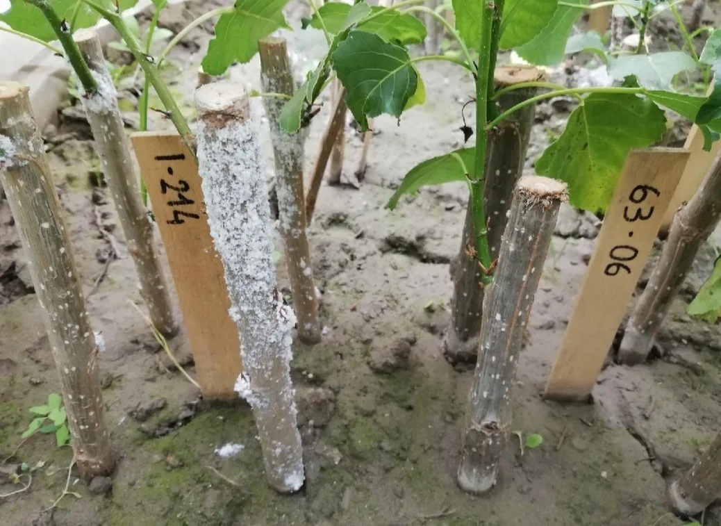Ensayo clonal: un I-214 cubierto de pulgón lanígero, junto a otro clon que no lo tiene