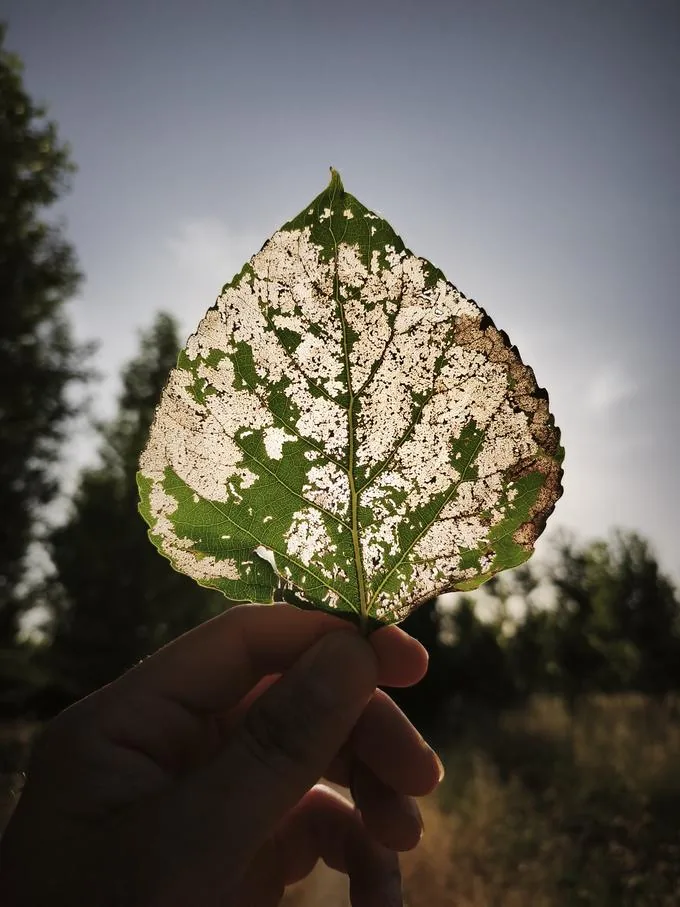 Hoja de chopo comida por Phratora laticollis, vista a contraluz