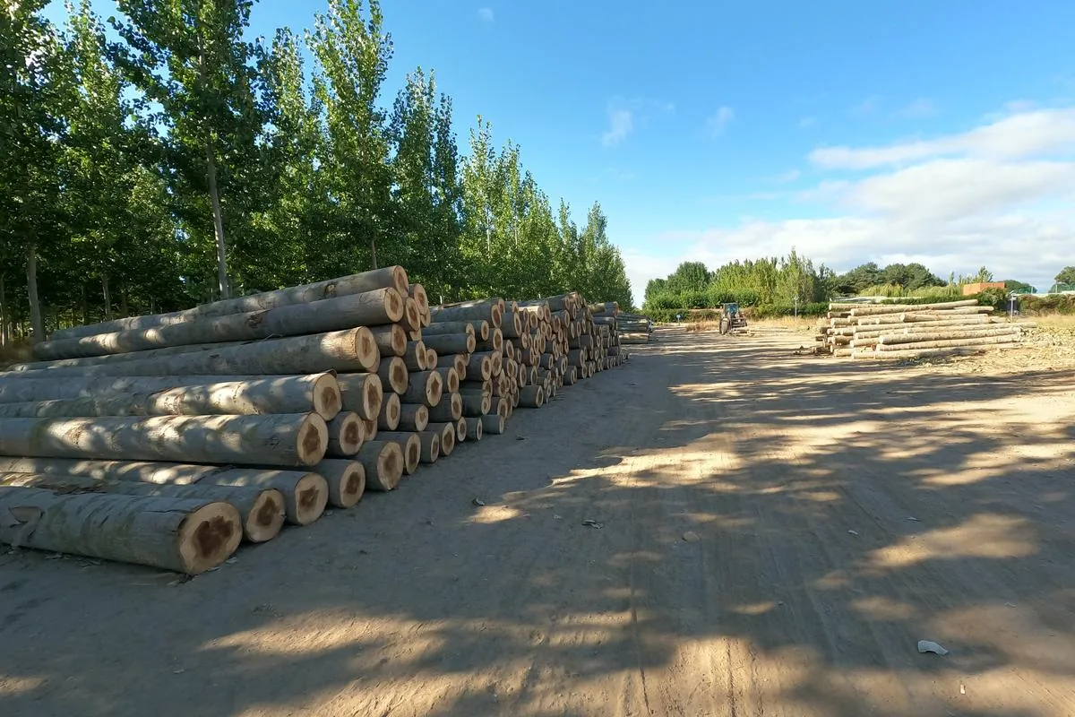 Pilas de trozas de chopo en el cargadero, a pie de pista