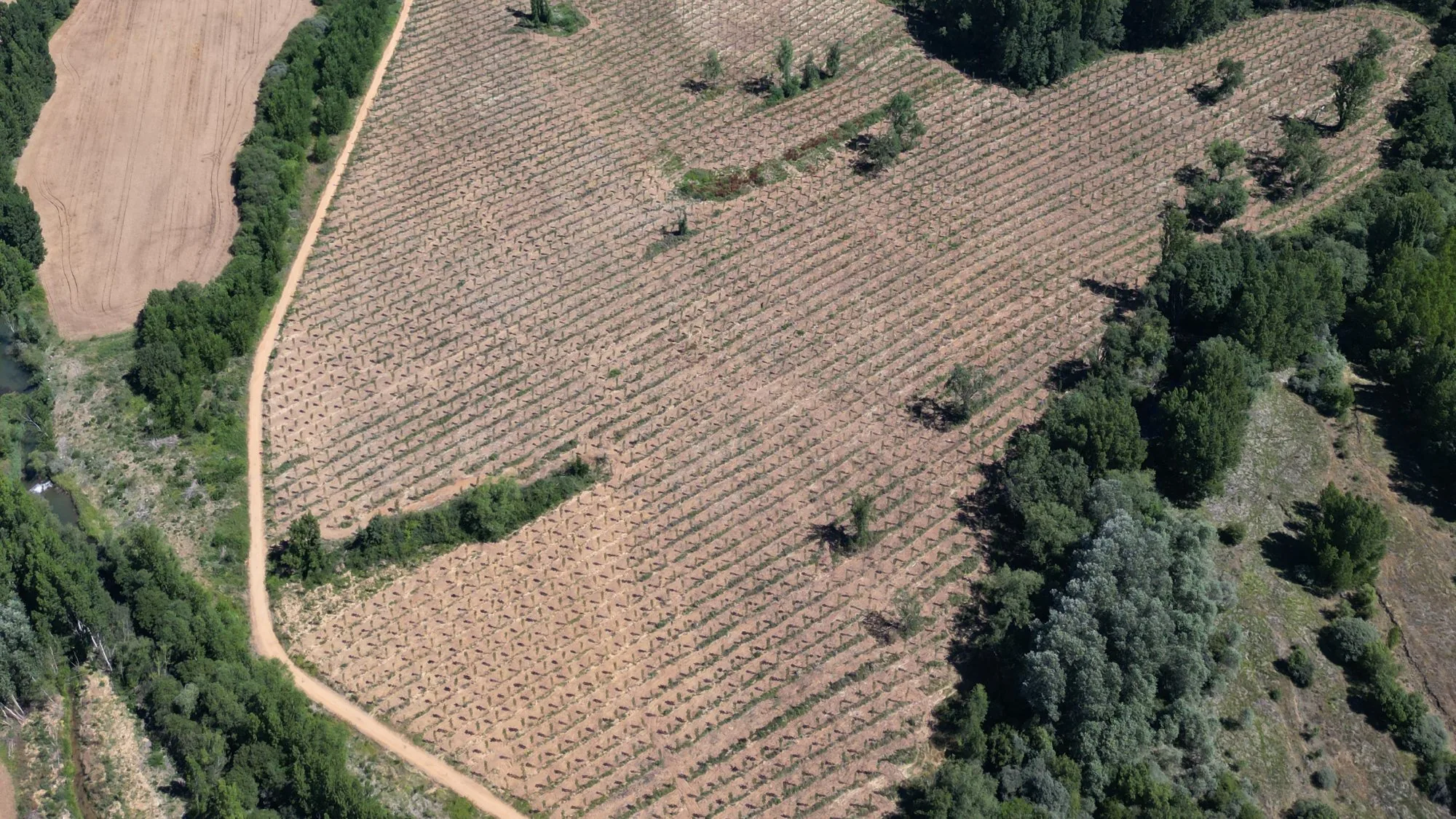 Plantación de chopos recién hecha a marco regular junto al río, con el bosque de ribera y los árboles sueltos respetados, vista de dron