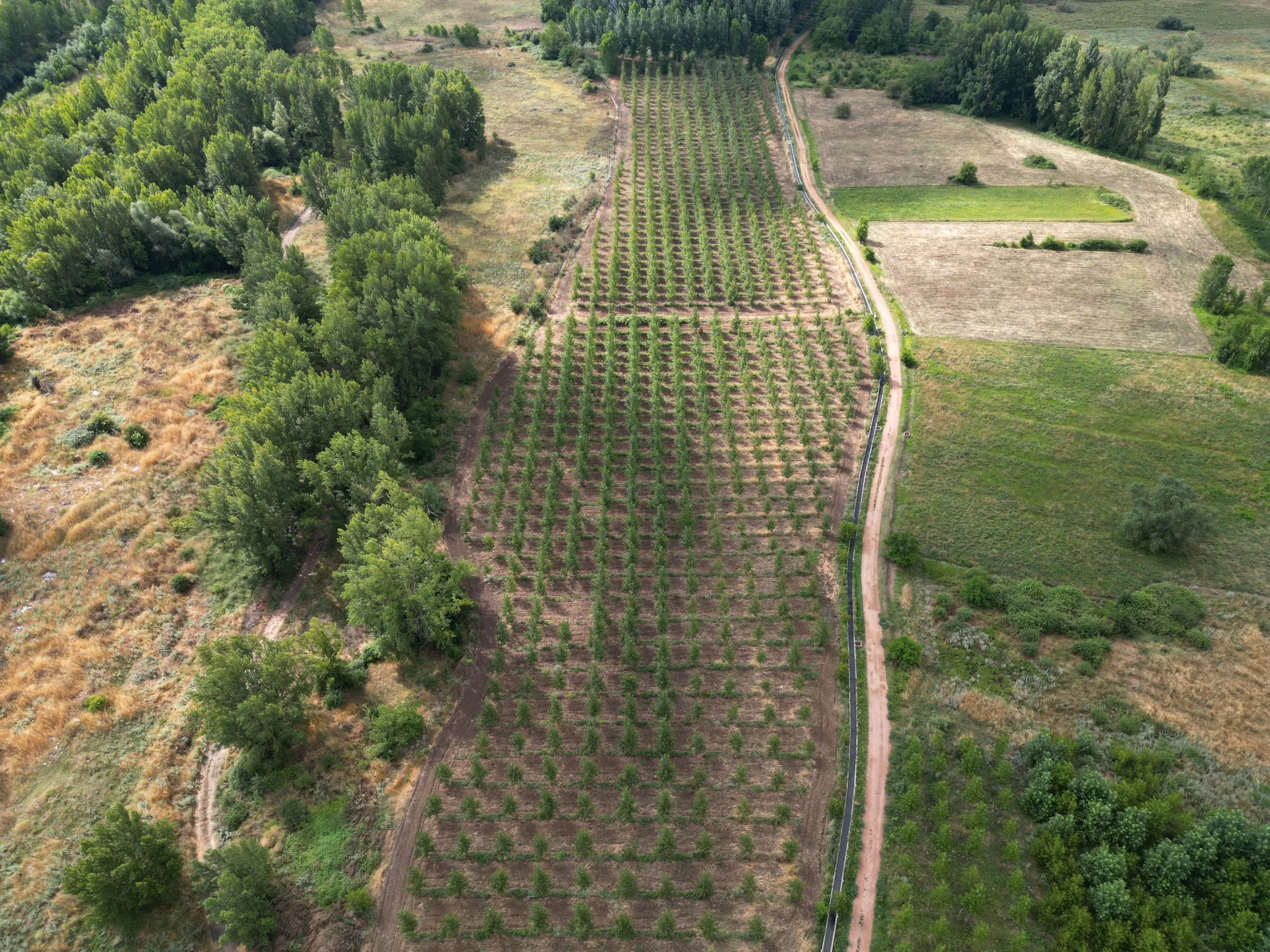 Plantación joven de chopos vista desde el dron, junto al bosque de ribera