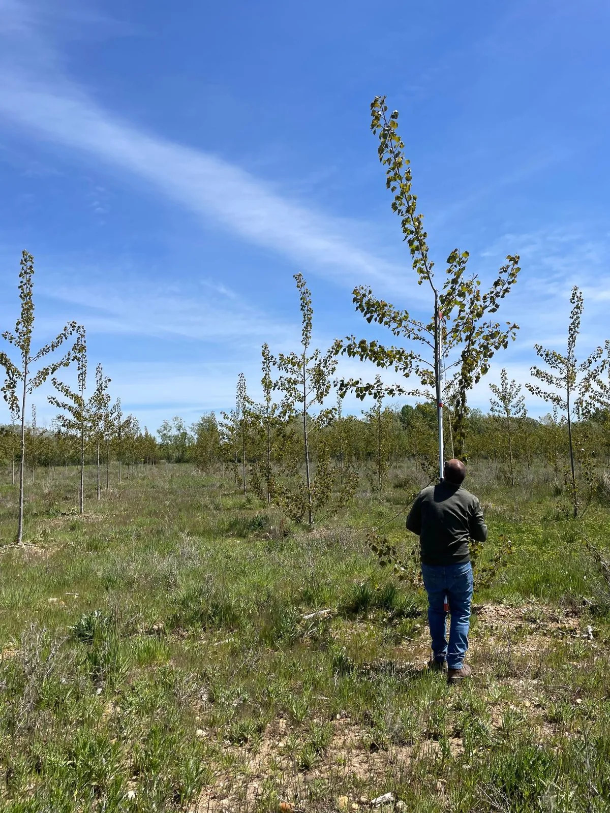 Un técnico de Bosques y Ríos podando con pértiga un chopo joven en una parcela de ensayo