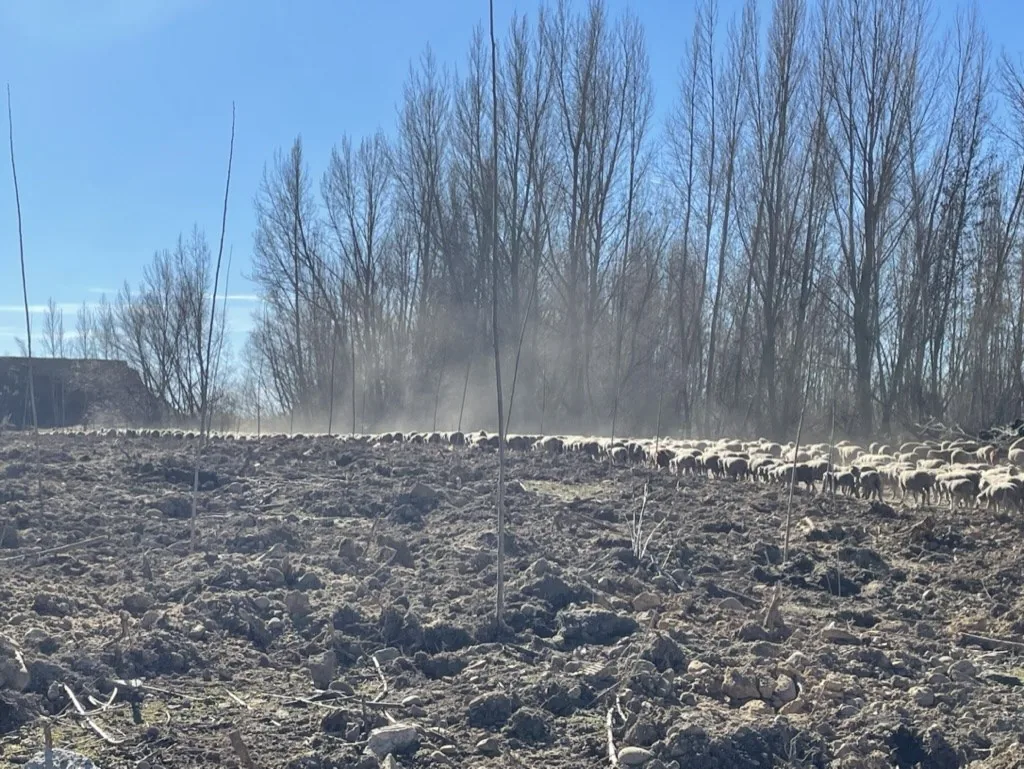 Rebaño de ovejas pastando en una plantación joven de chopos, con una chopera adulta al fondo