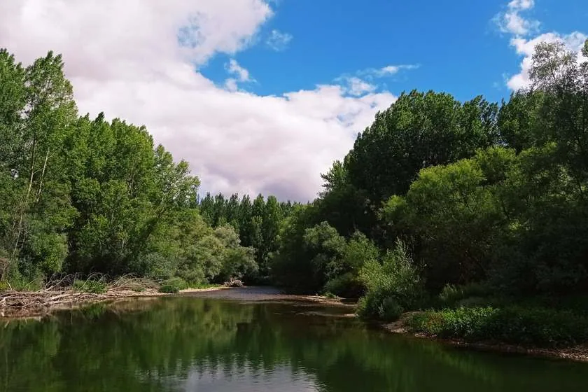 Río con su ribera arbolada junto a una chopera