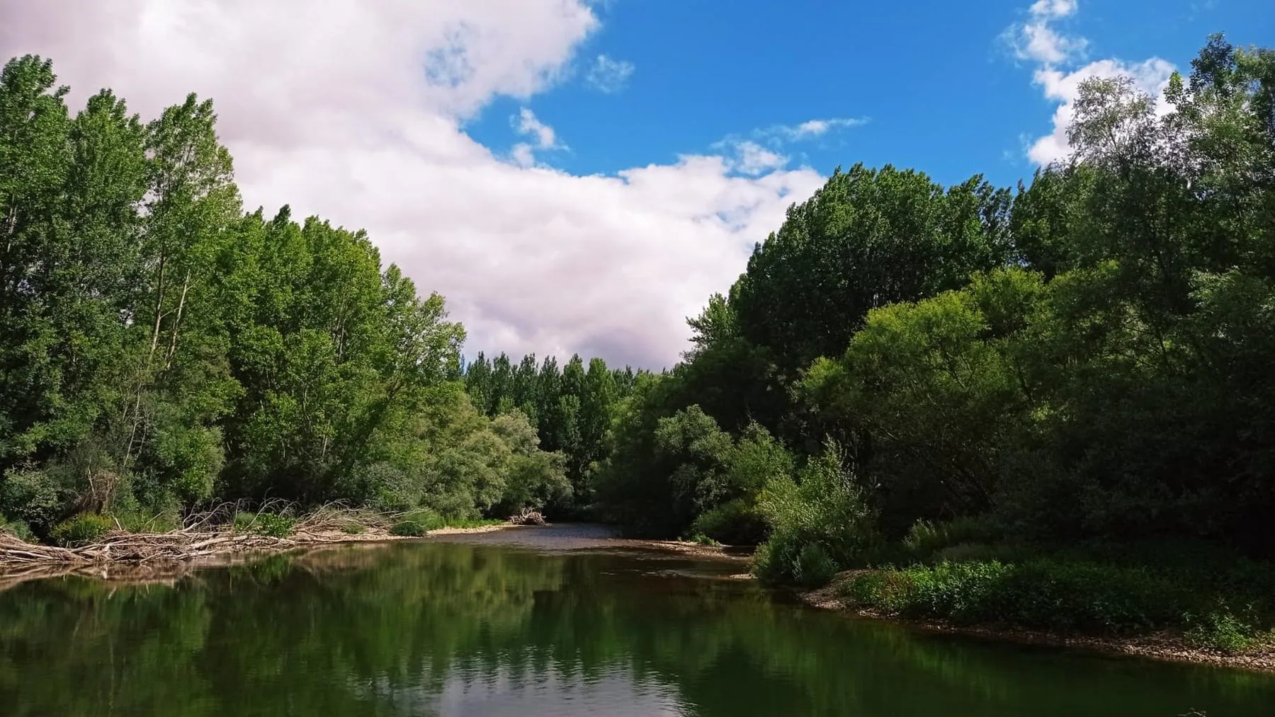 El río con su ribera y las choperas al fondo, en pleno verano