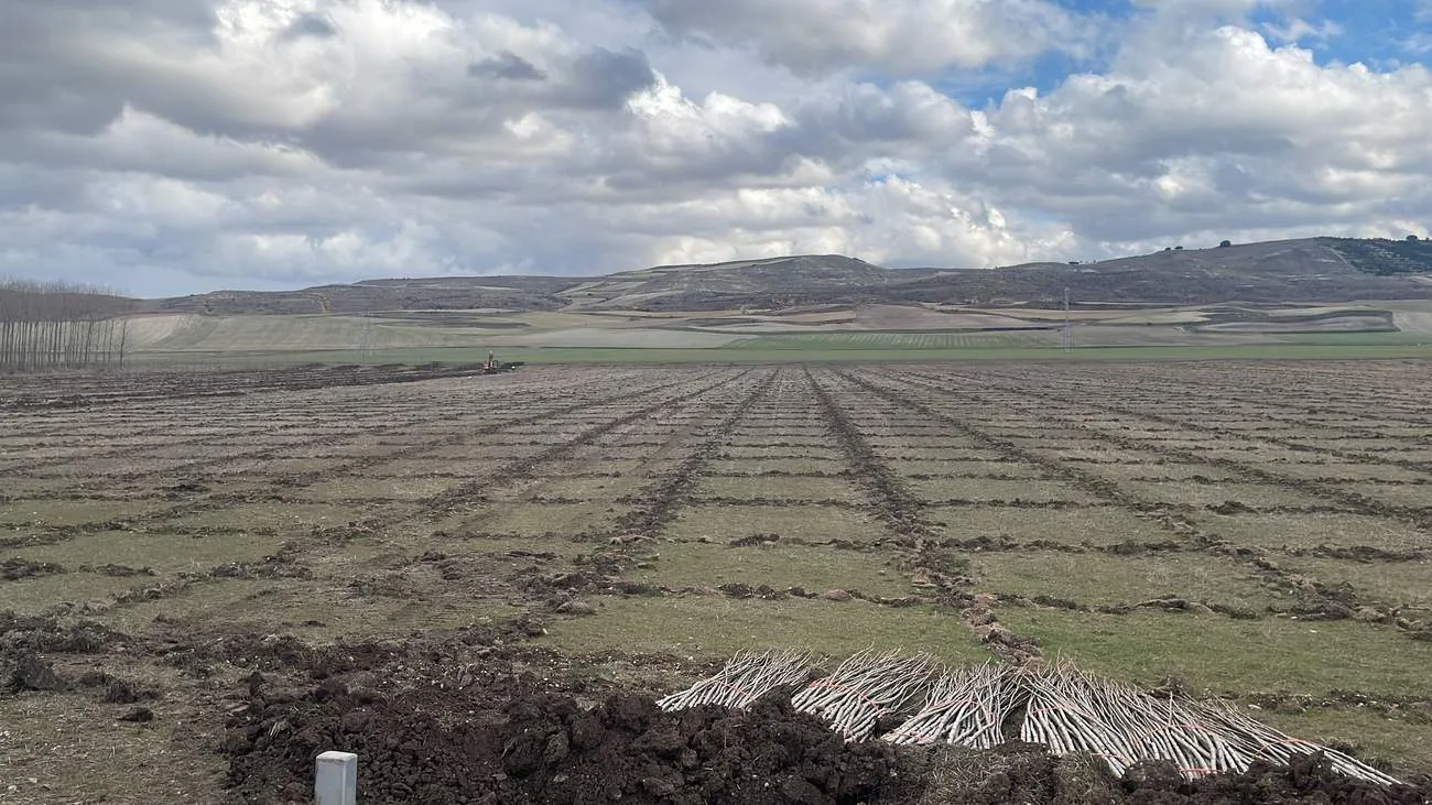Terreno preparado con caballones para plantar una chopera