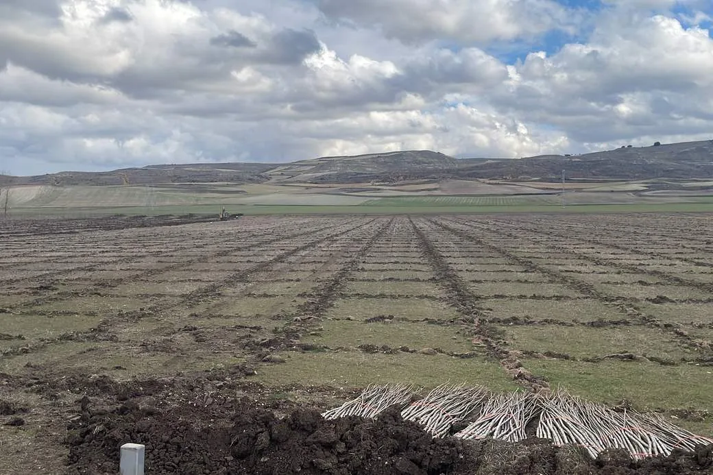 Terreno preparado y haces de planta listos para plantar