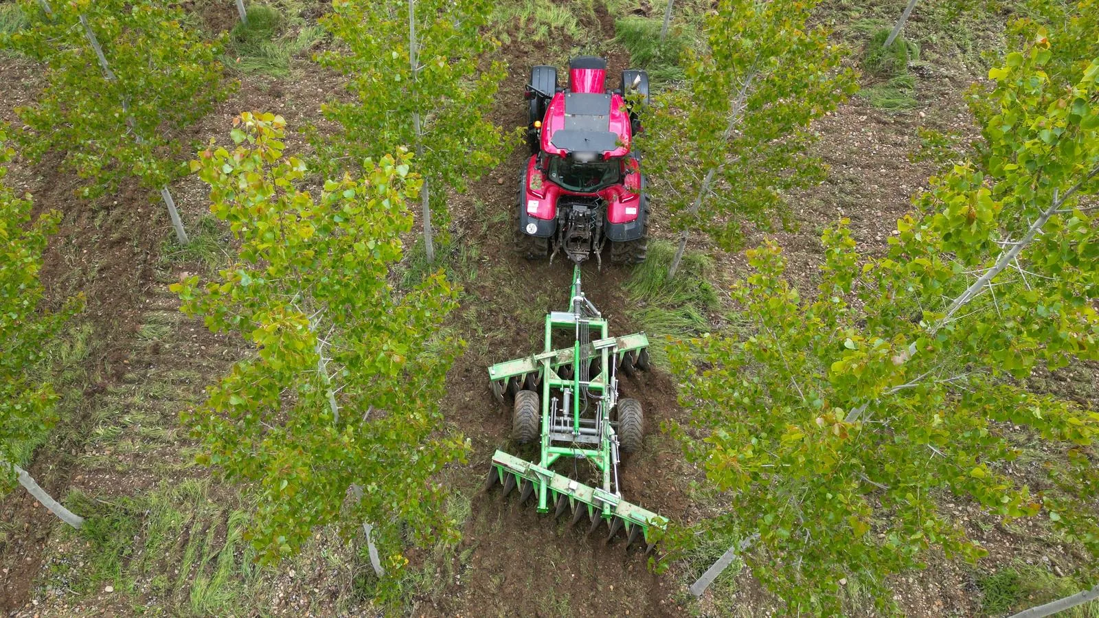 Tractor con la grada de discos gradeando una calle de la chopera, visto desde el aire