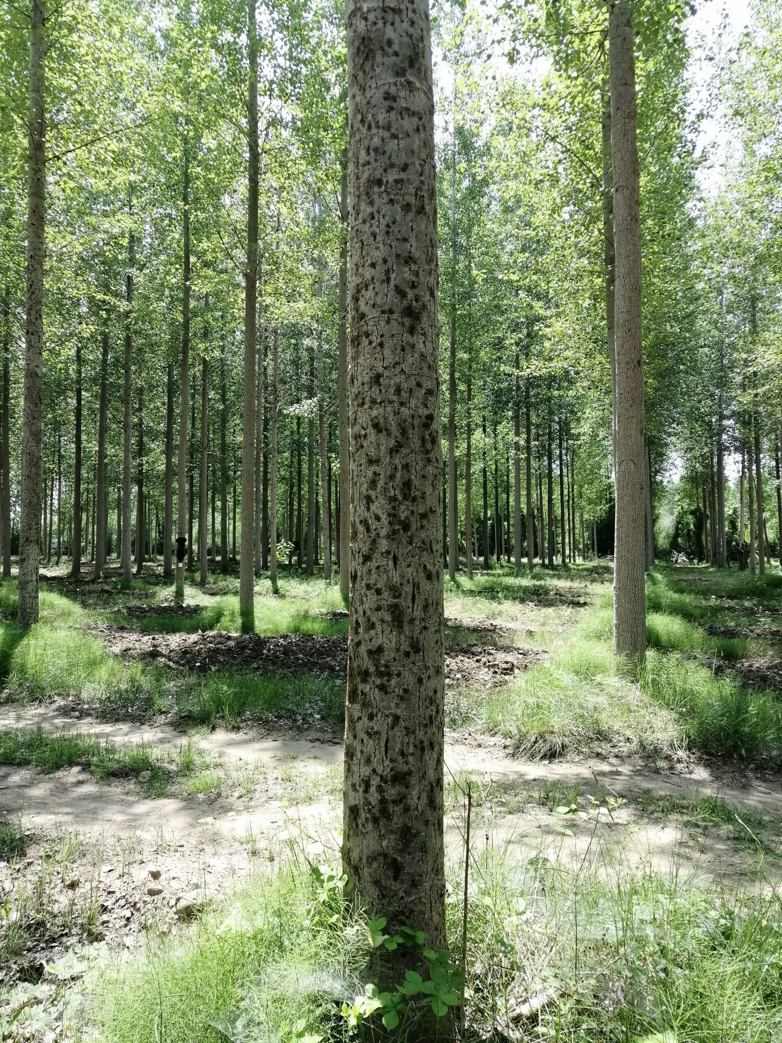 Troncos de chopo con daños de Trypophloeus sp. en la corteza
