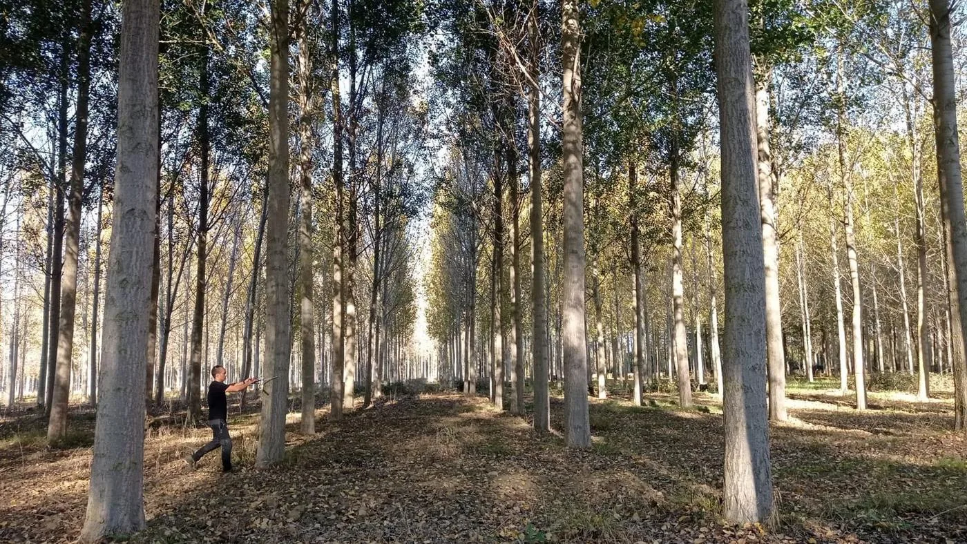 Un técnico de Bosques y Ríos midiendo con forcípula un ensayo clonal de chopos, entre las calles de la parcela