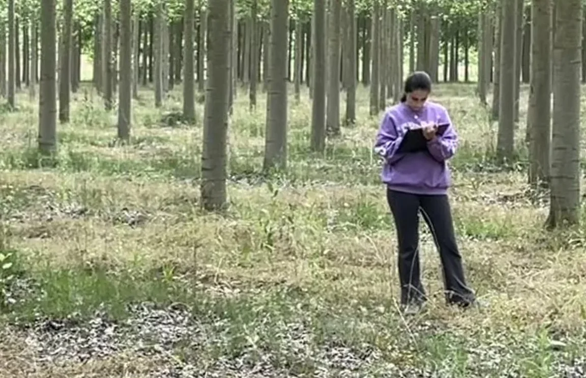 Una técnica tomando datos con la carpeta en una chopera adulta, junto a un chopo marcado