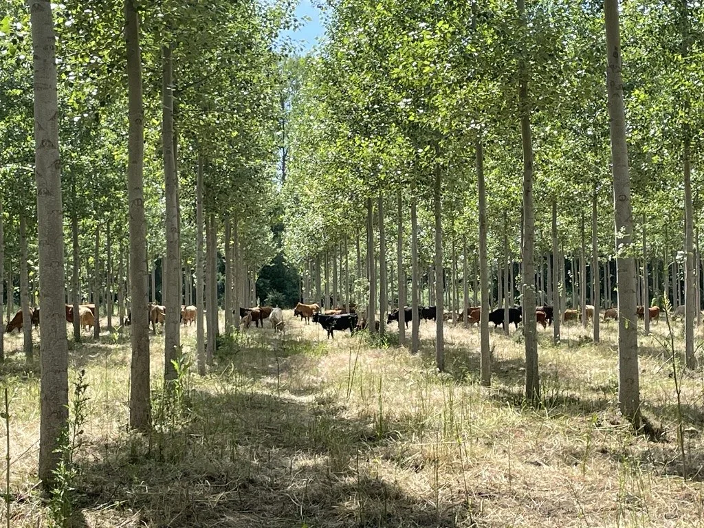 Vacas pastando bajo una chopera en producción